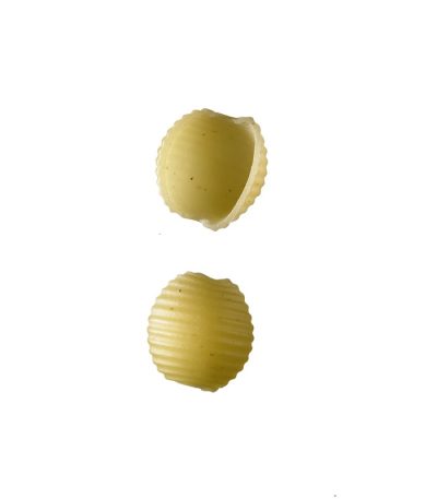 Scoici