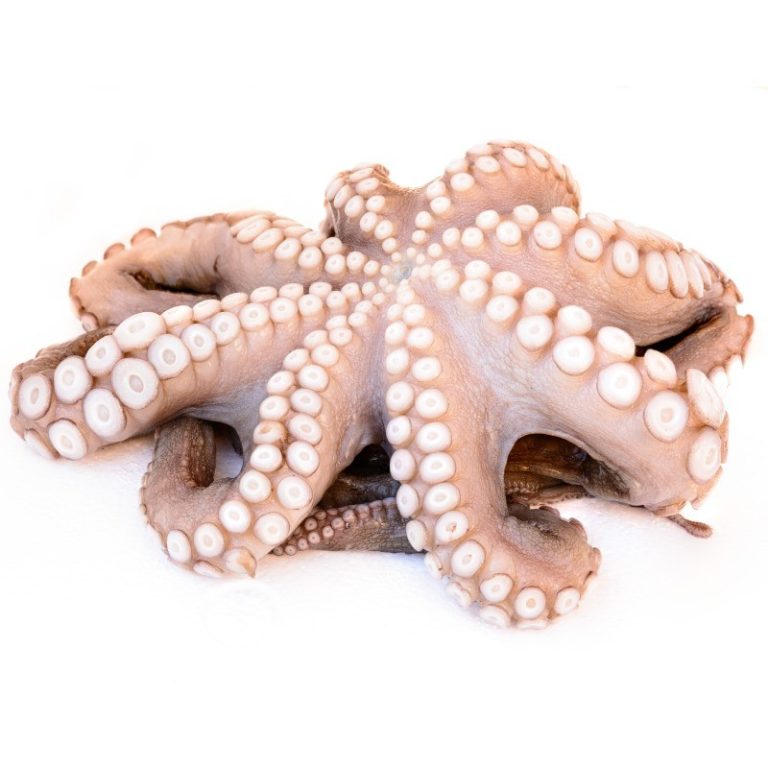 Caracatiță întreagă, 2-3kg/caserolă